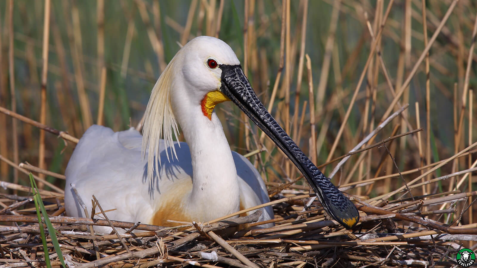 Broedende vogels in overvloed op Texel