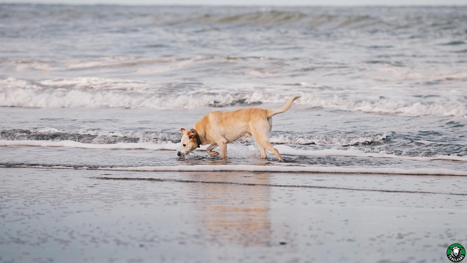 hond-in-de-zee-texel