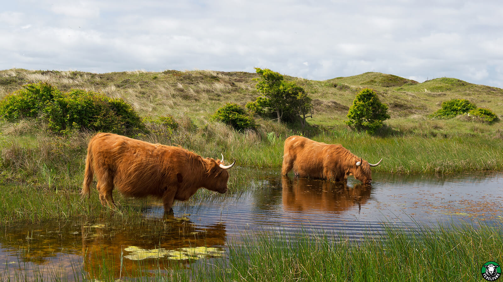schotse-hooglanders-texel